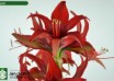 hippeastrum Bogota (2)